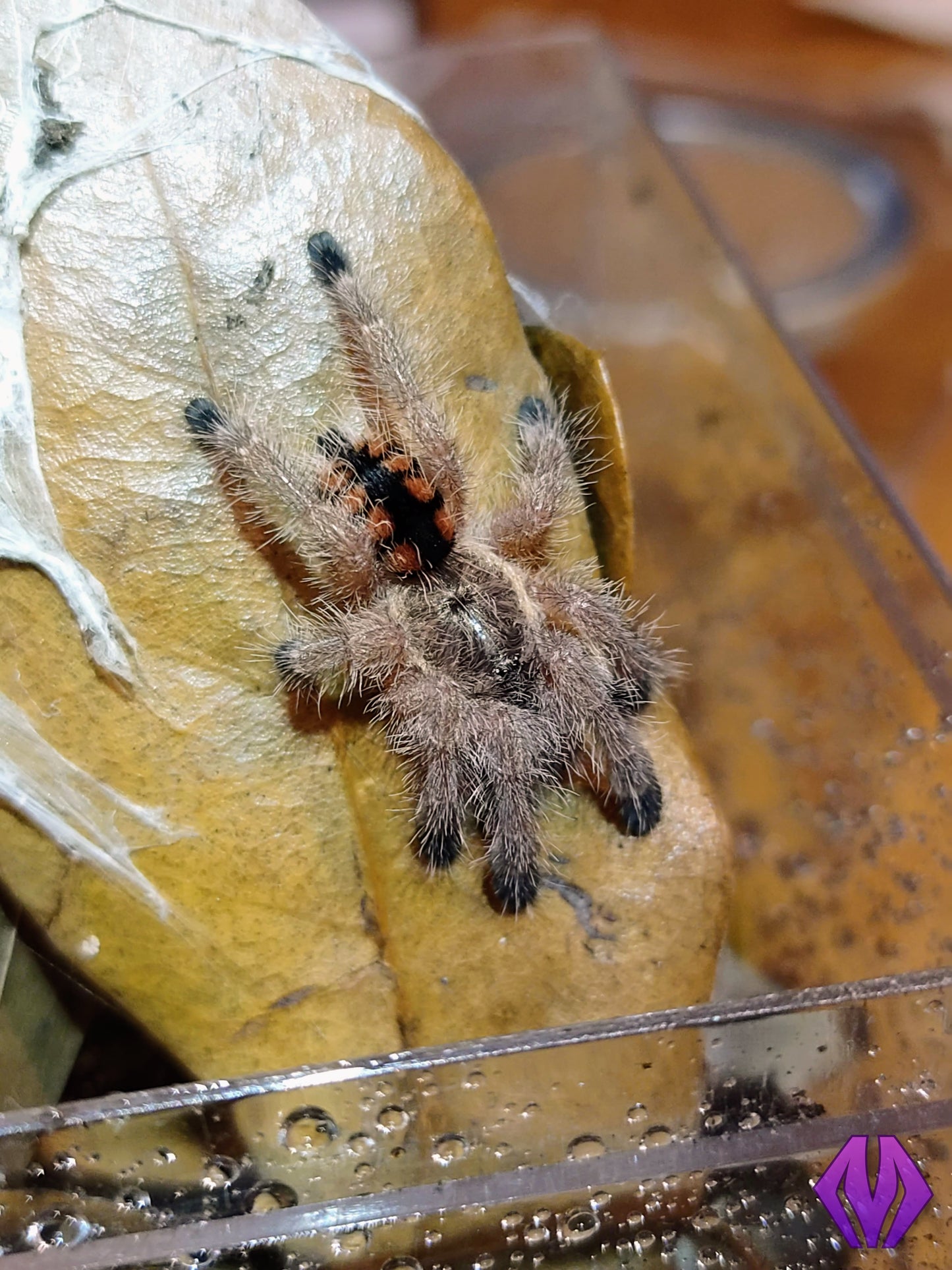 Avicularia minatrix ½"+