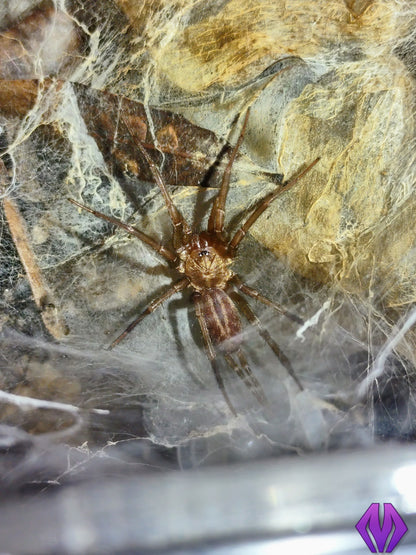 Linothele megatheloides ½-¾"+