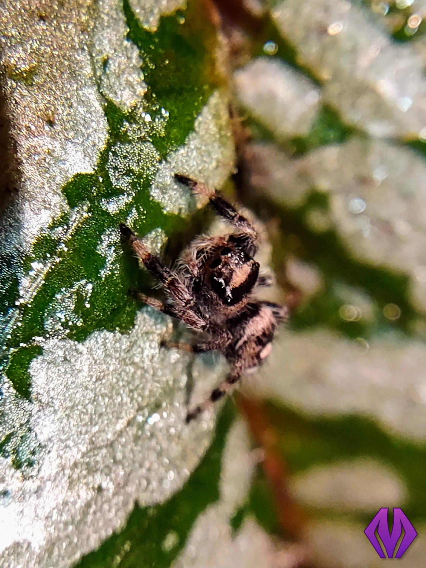 regal jumping spider 5i+ PINK chelicerae