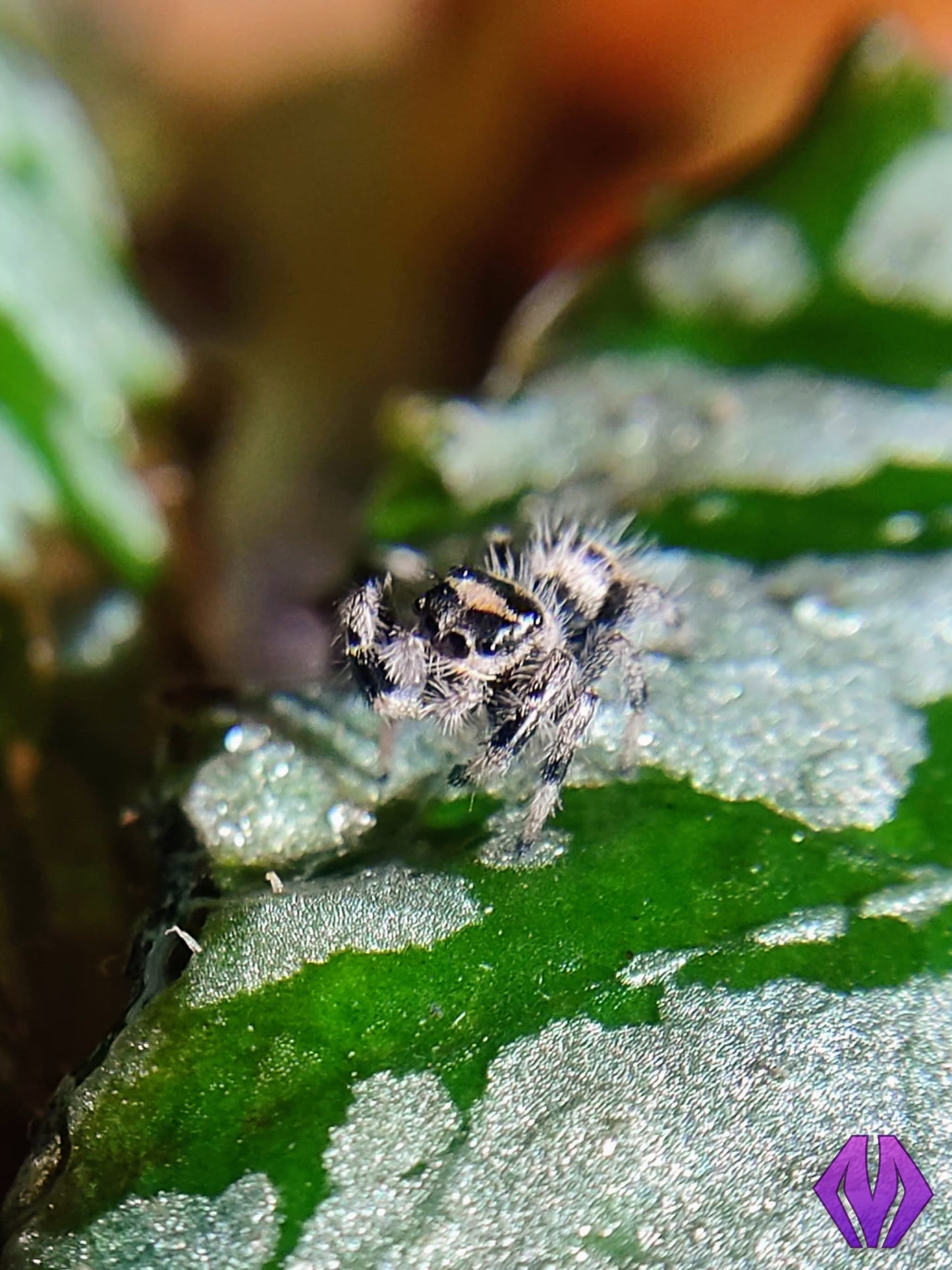 regal jumping spider 5i+ PINK chelicerae