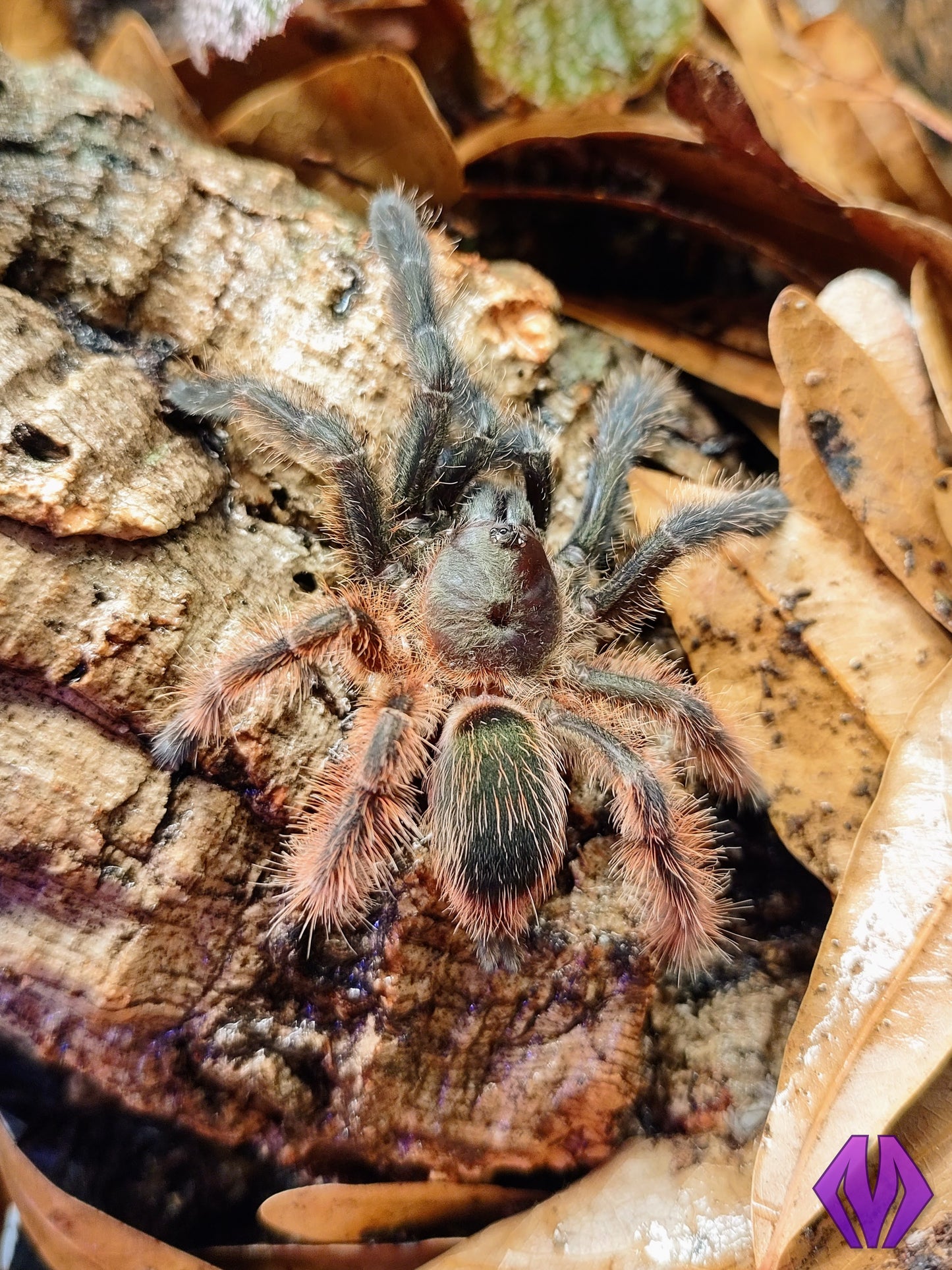 Psalmopoeus victori ¾"