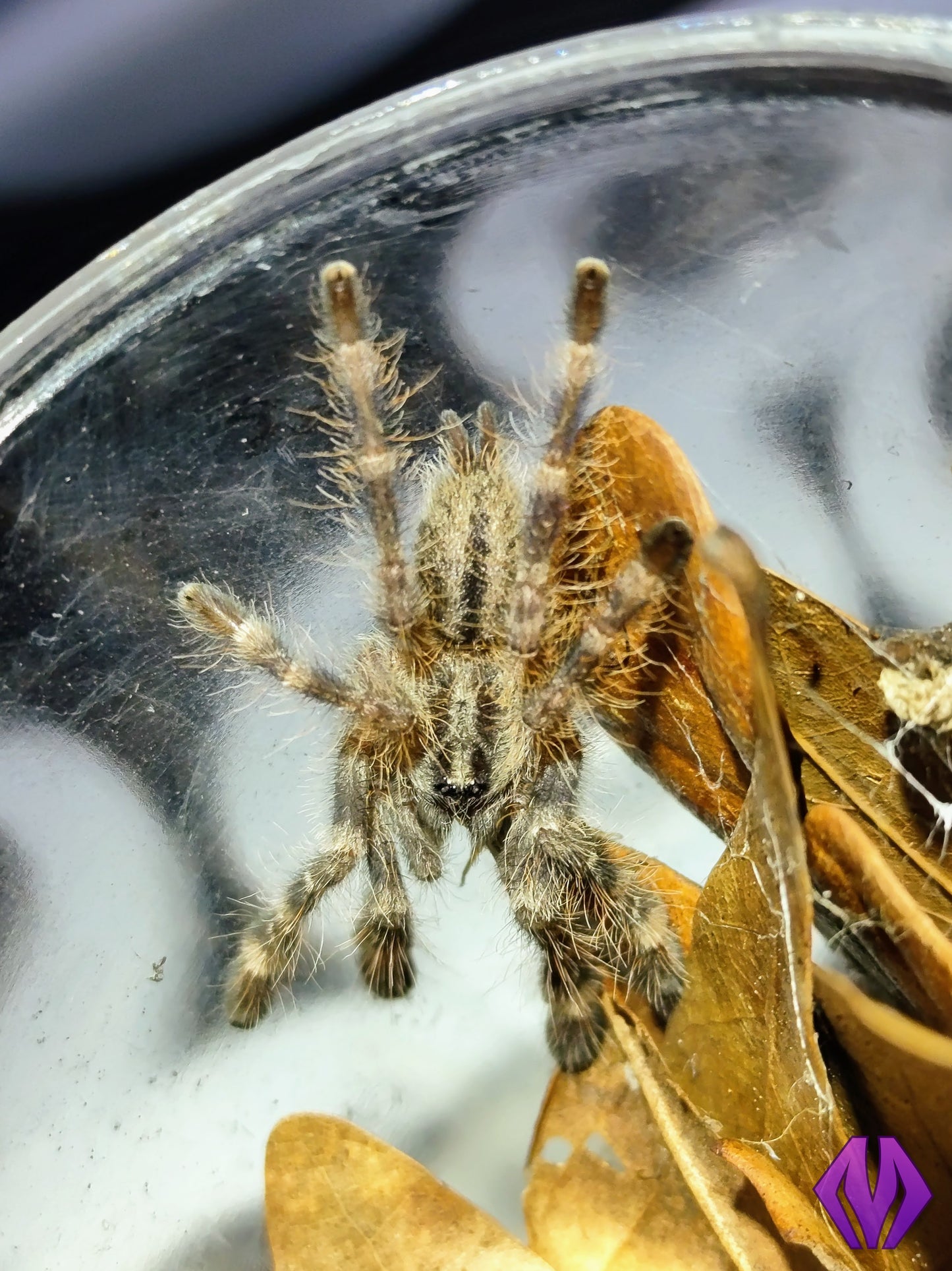 Poecilotheria regalis ¾"