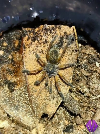 Harpactira pulchripes ¾"+