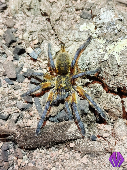 Harpactira pulchripes ¾"+