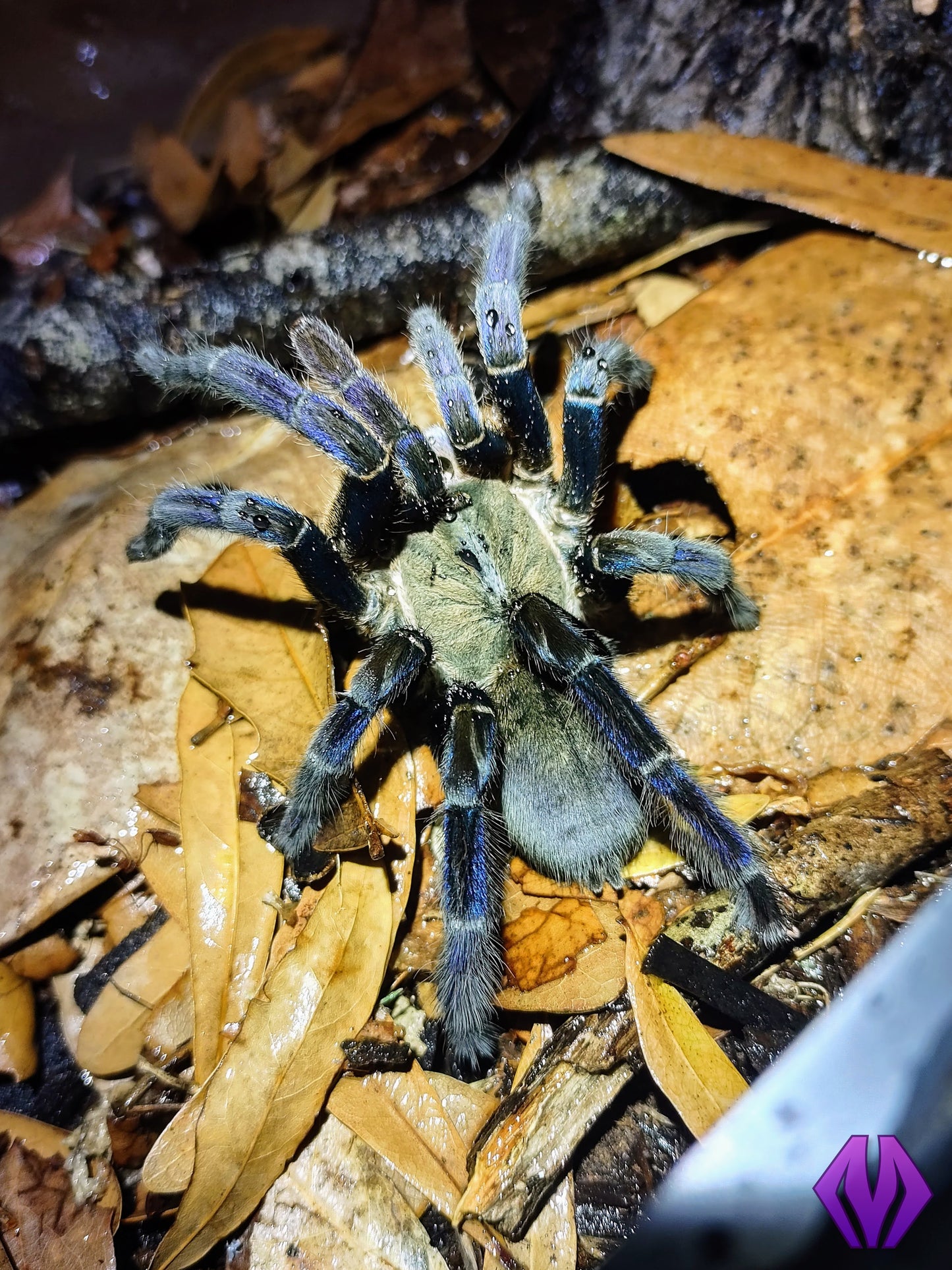 Melopoeus (Cyriopagopus) lividus ¾"