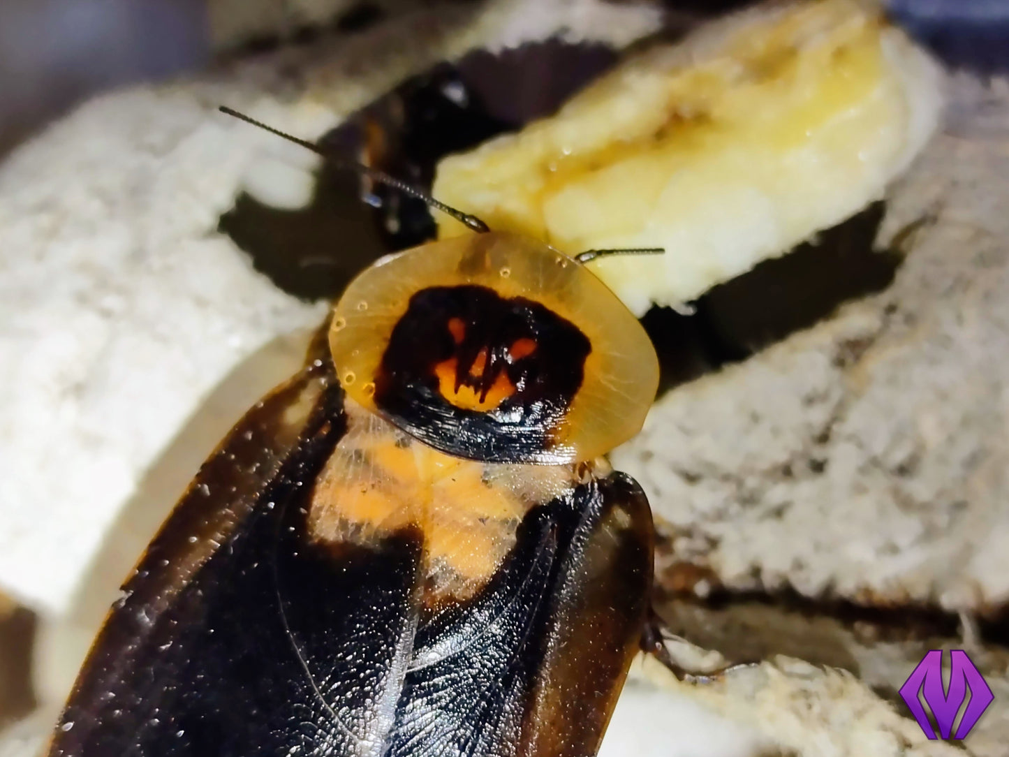 Blaberus craniifer "UCR" (death's head roach) 10ct+