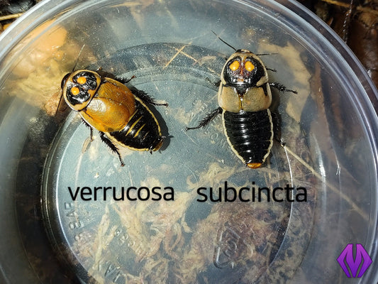 Lucihormetica subcincta (glowspot) 10ct+