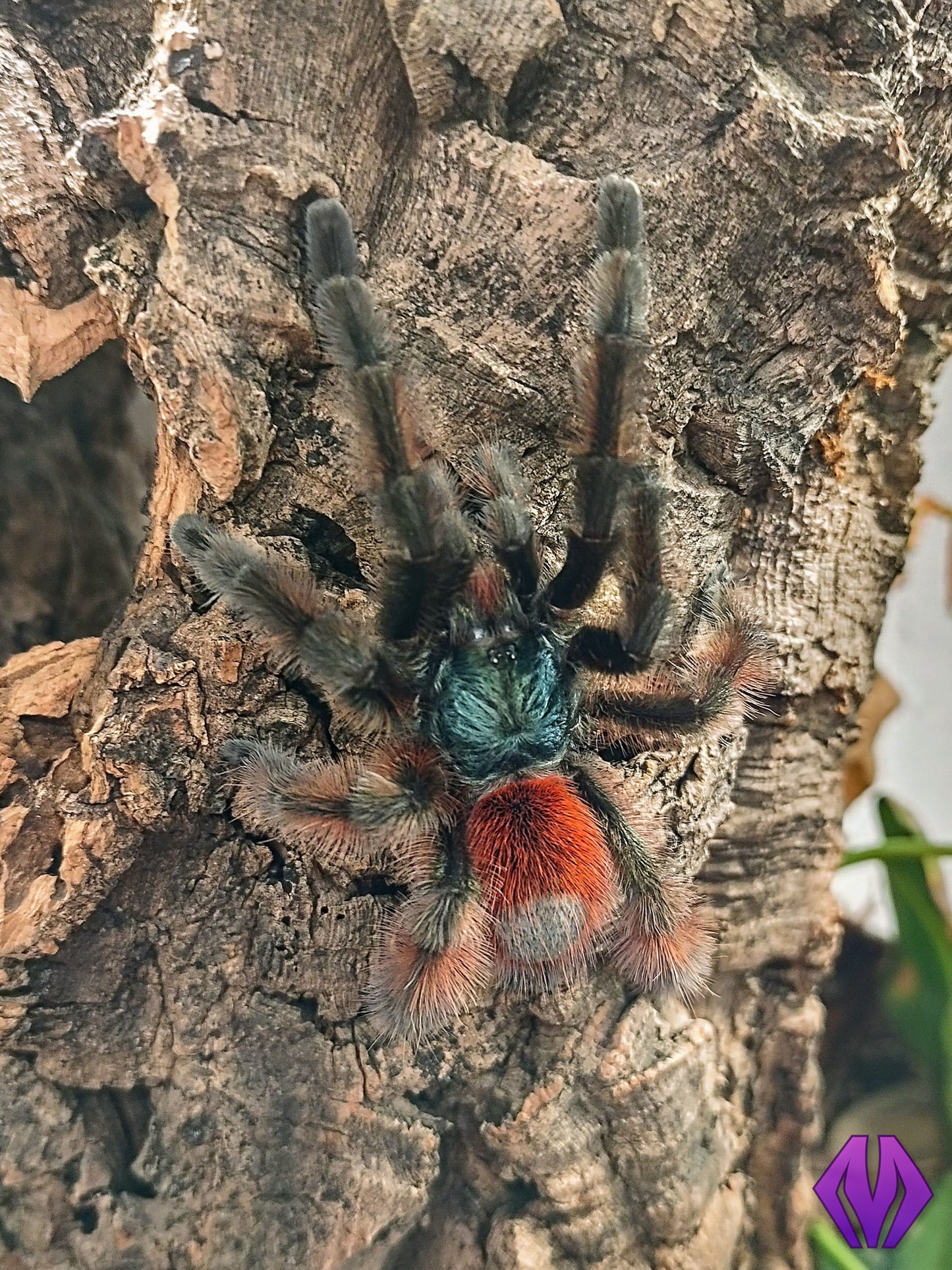 Caribena versicolor ½-¾"