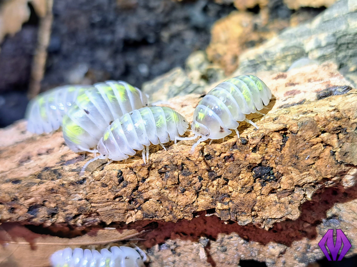 Armadillidium vulgare "magic potion" 10ct+