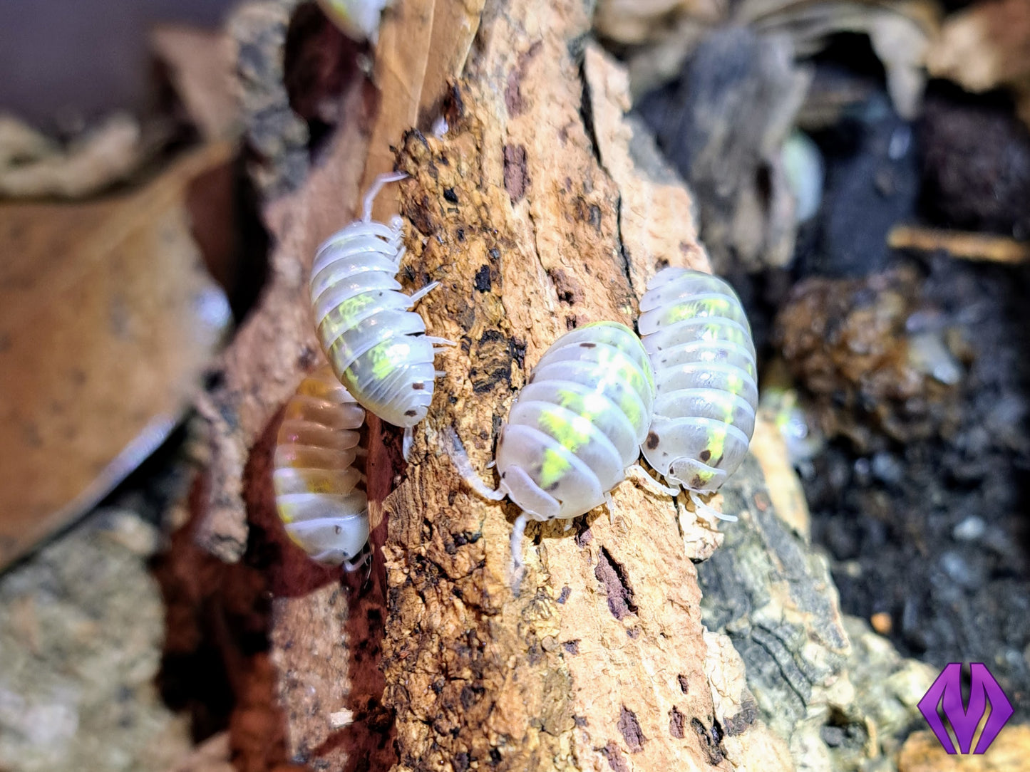 Armadillidium vulgare "magic potion" 10ct+