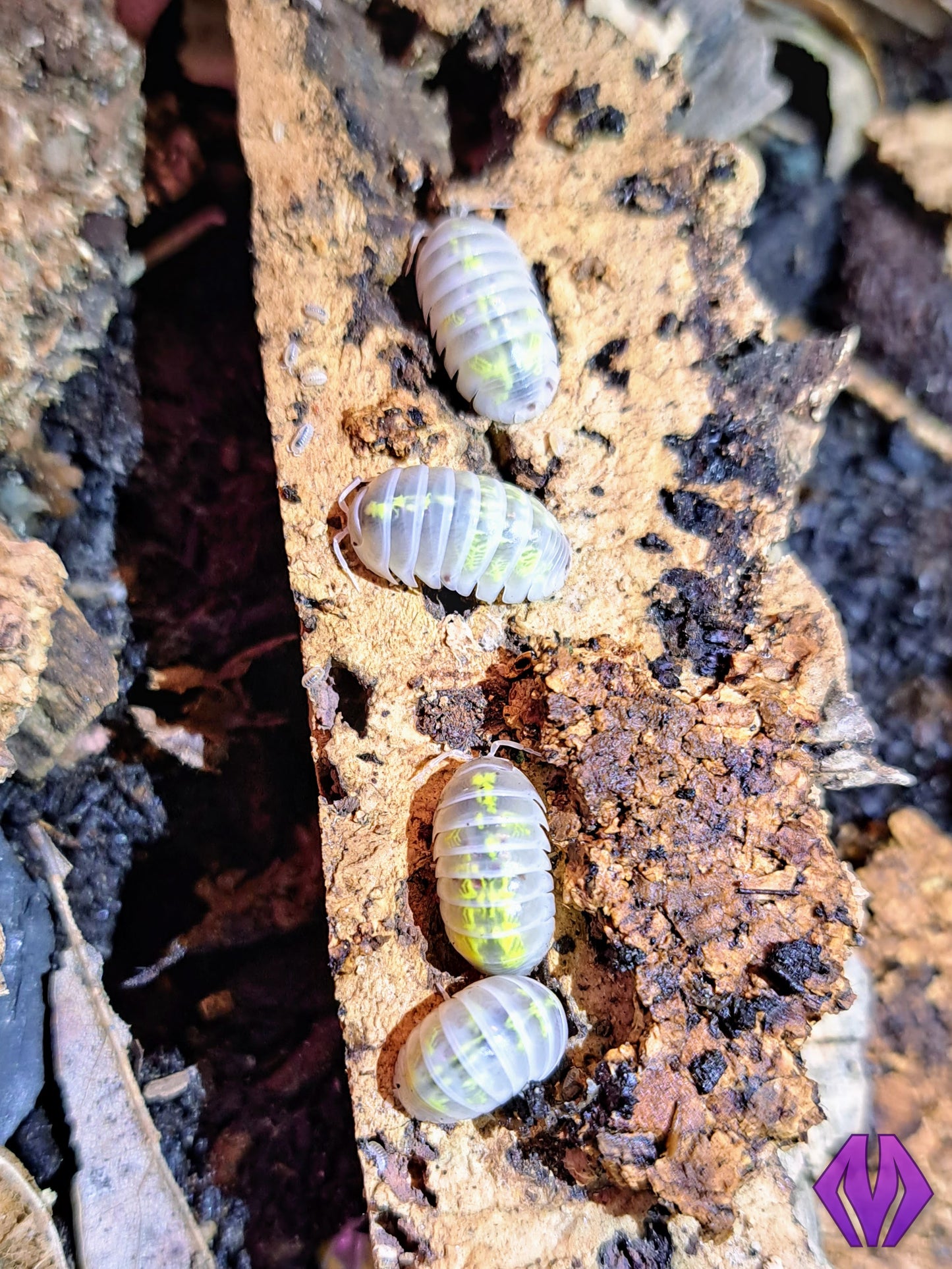 Armadillidium vulgare "magic potion" 10ct+