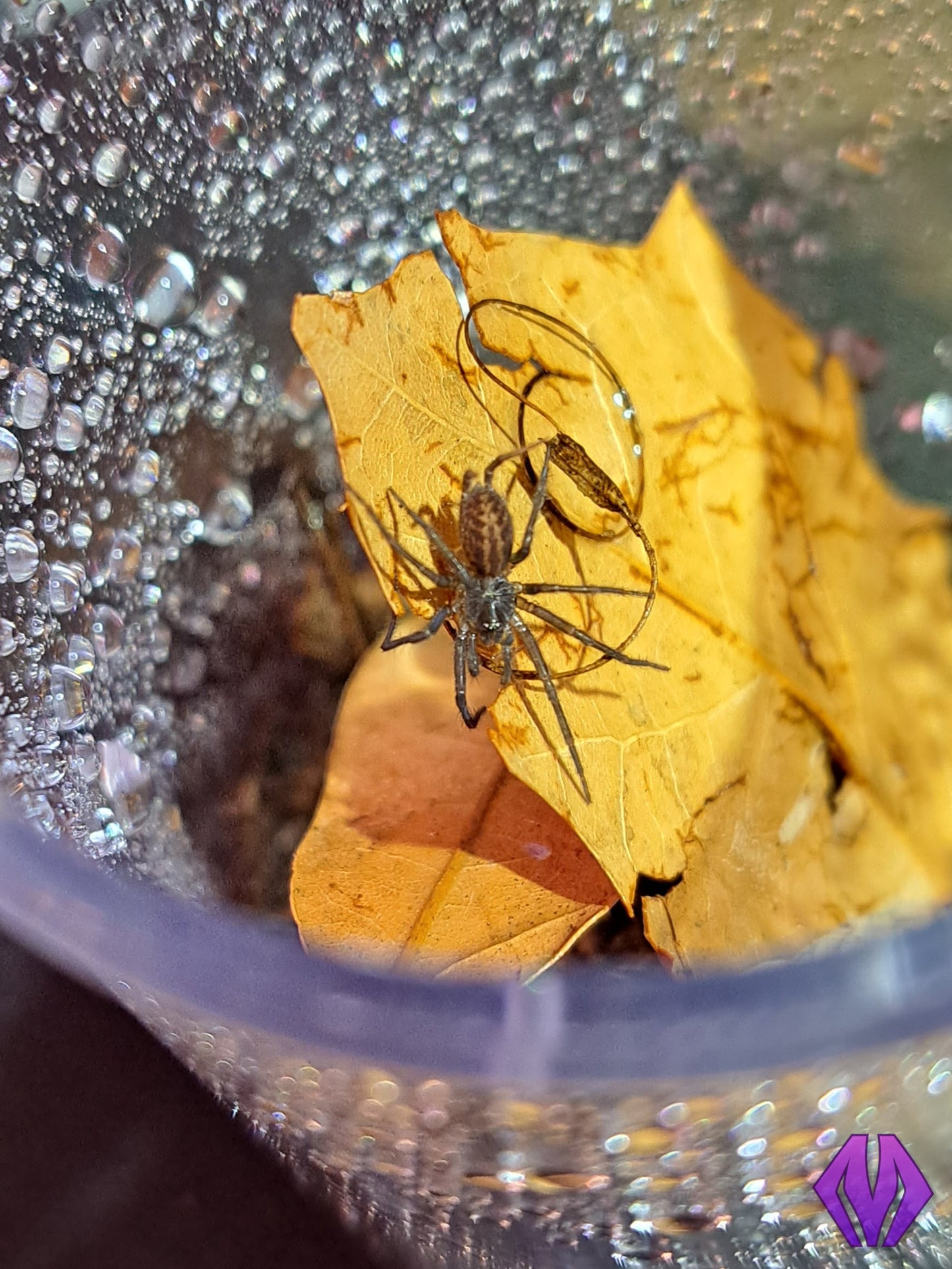 Linothele megatheloides ½-¾"+