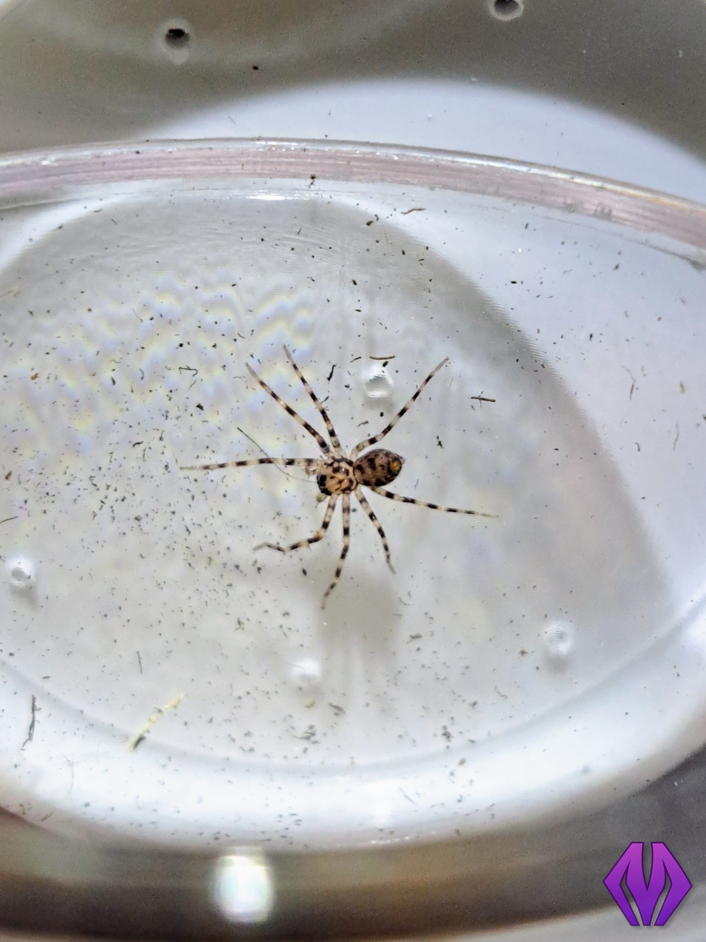 Heteropoda sp. "Thai caves" (Malaysia) ¾"+