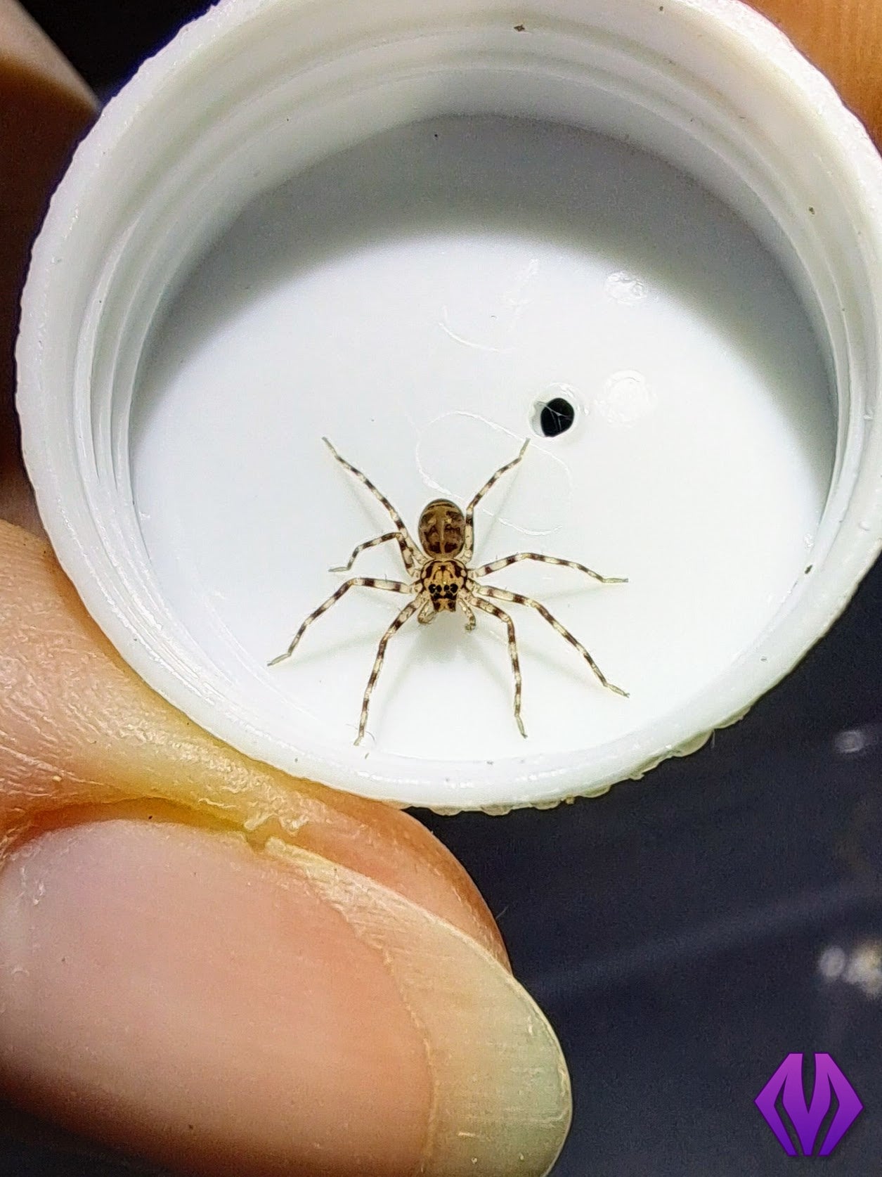 Heteropoda sp. "Thai caves" (Malaysia) ¾"+