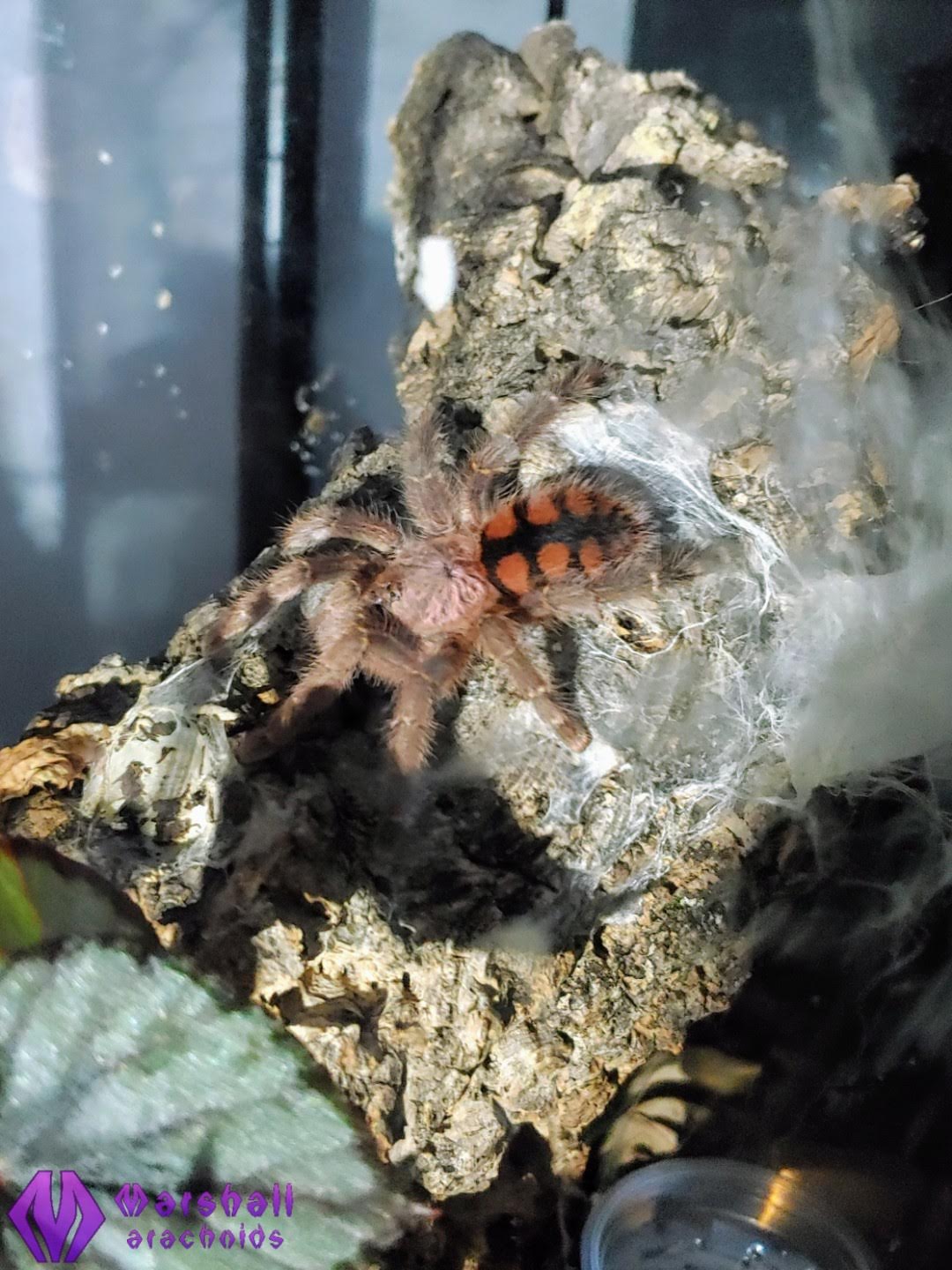 Avicularia minatrix ½"+