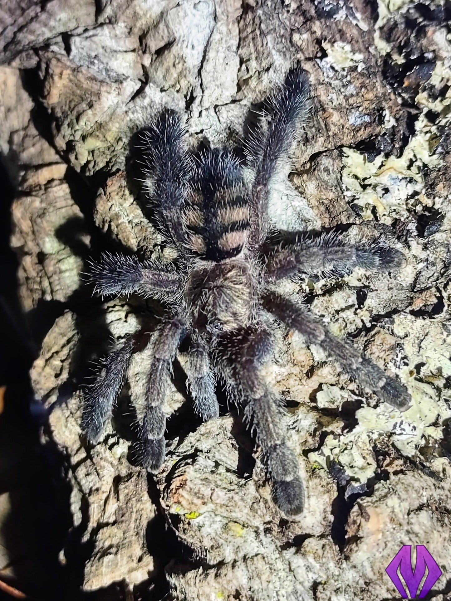 Avicularia sp. "Colombia" ¾"
