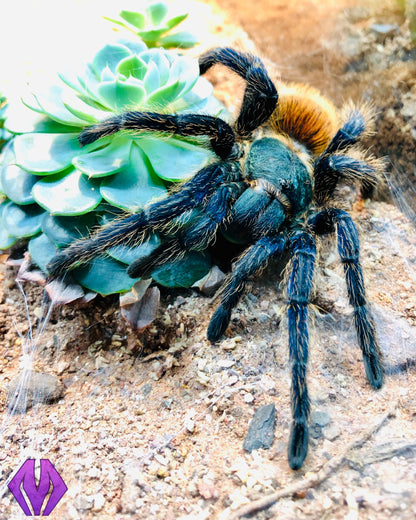 C. cyaneopubescens "GBB" ¾"+