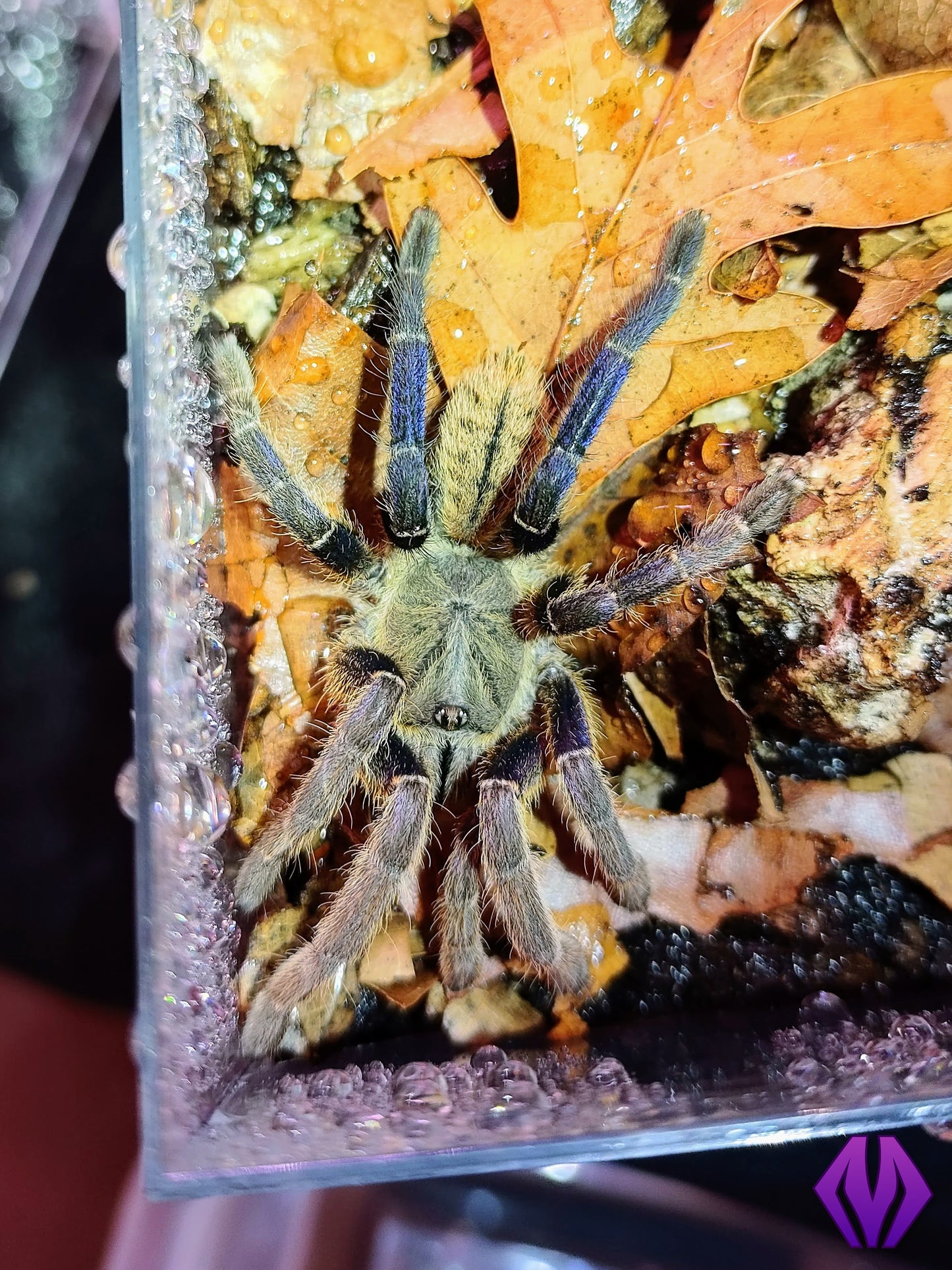 Melopoeus (Cyriopagopus) lividus ¾"