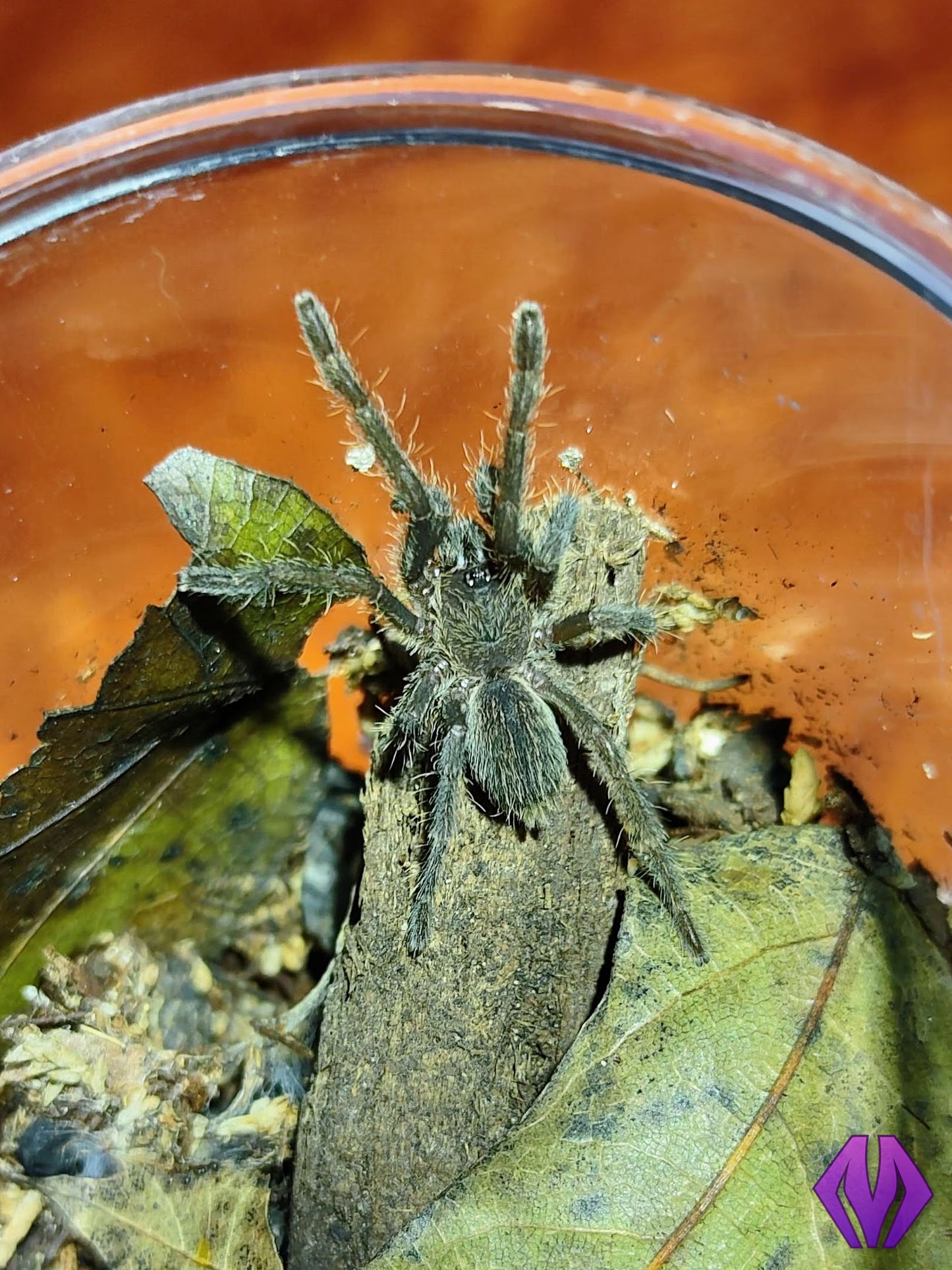 Melopoeus (Cyriopagopus) lividus ¾"