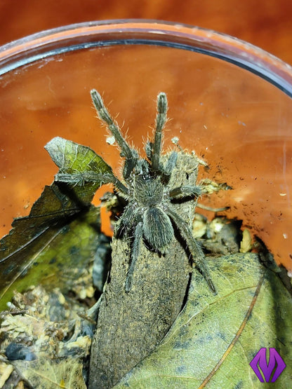 Melopoeus (Cyriopagopus) lividus ¾"
