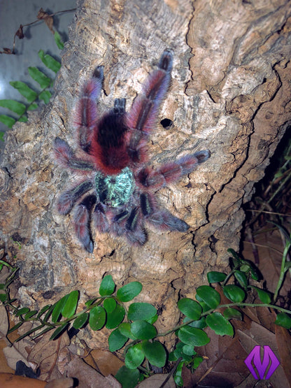 Caribena versicolor ½-¾"