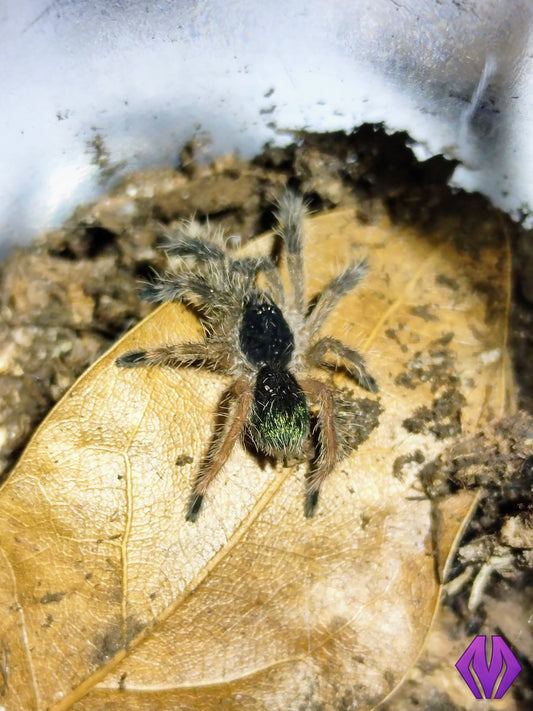 Ephebopus murinus ¾"+