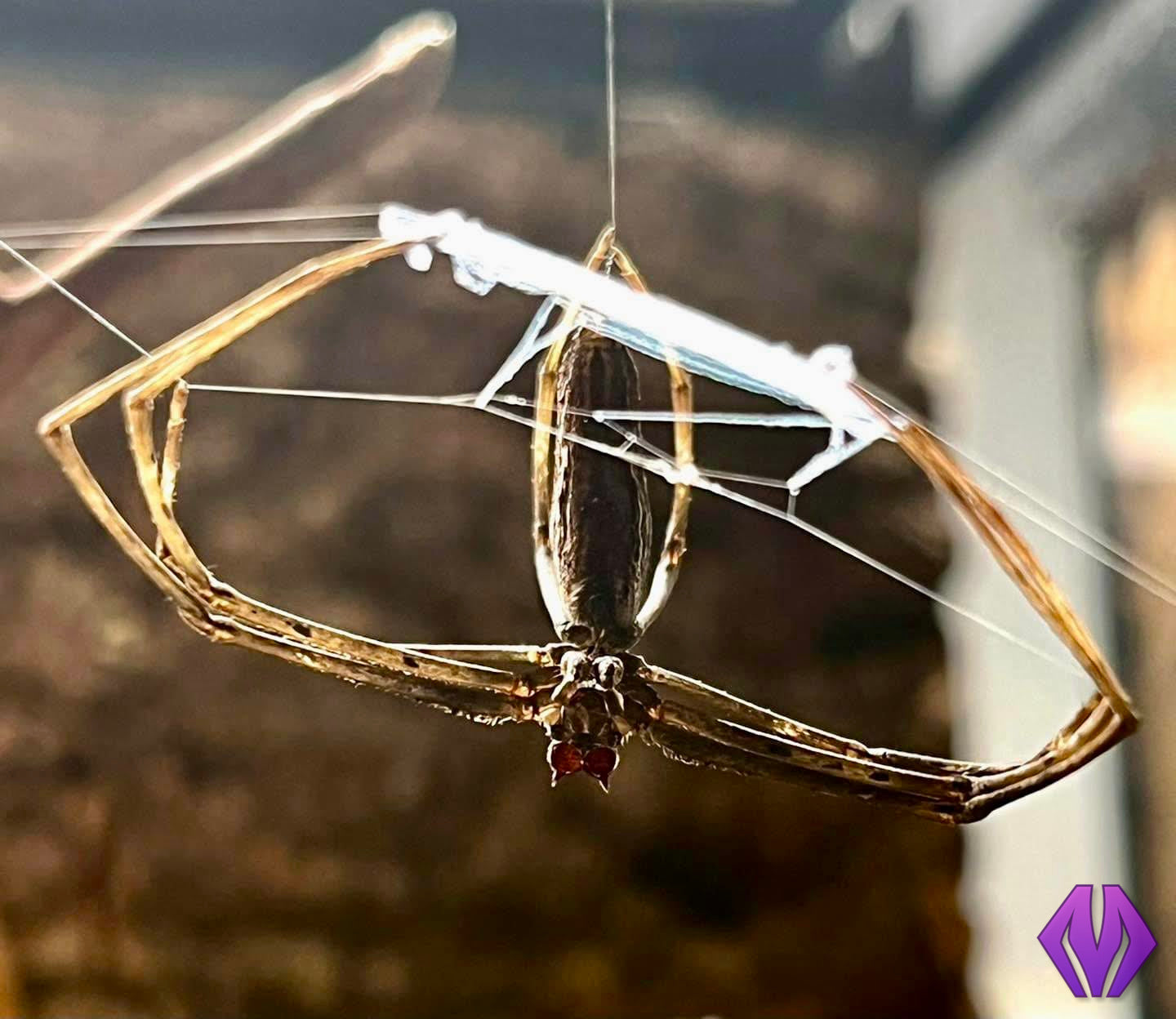 Net-casting spiderling 4i+