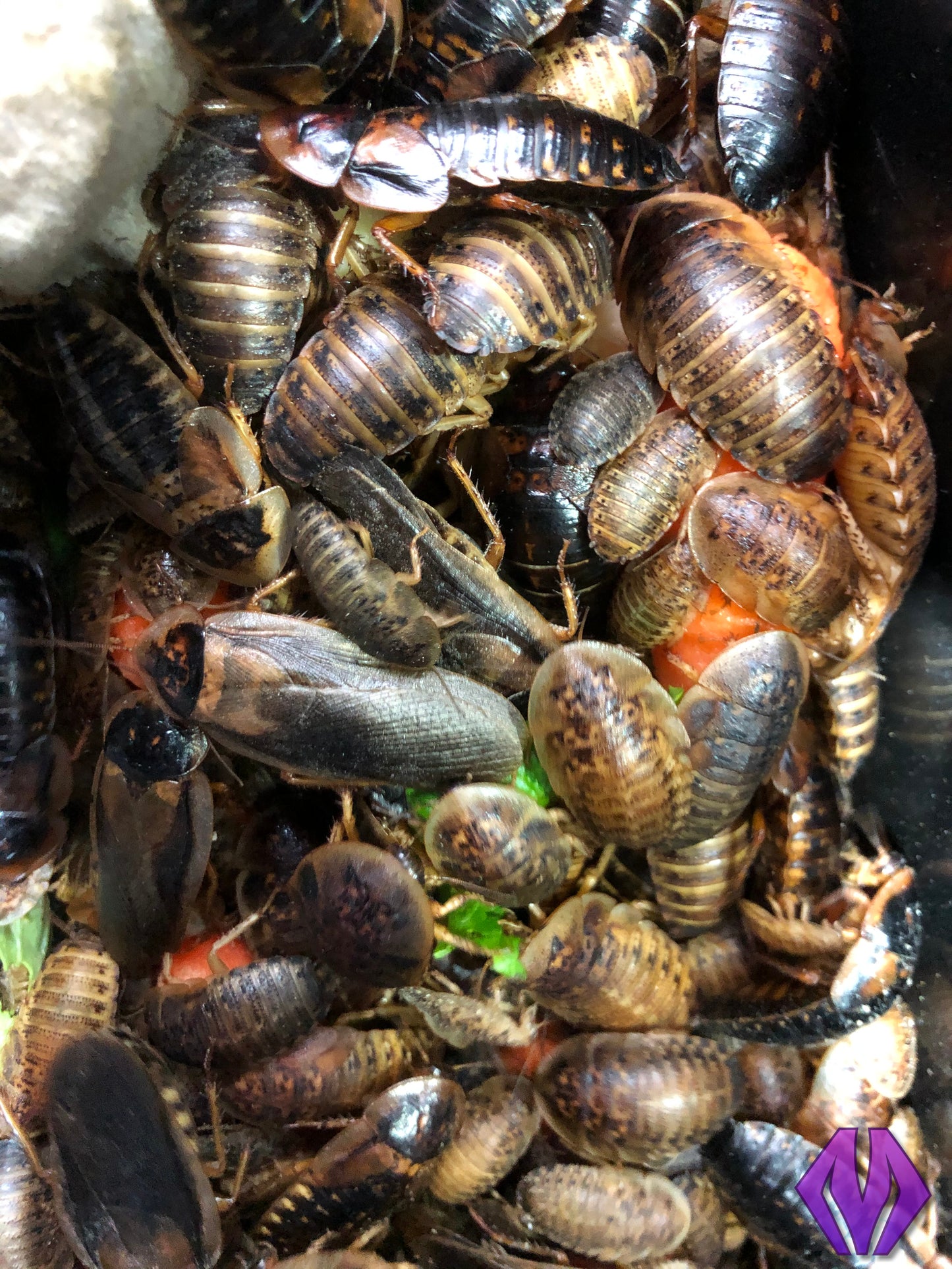 adult female dubia roaches