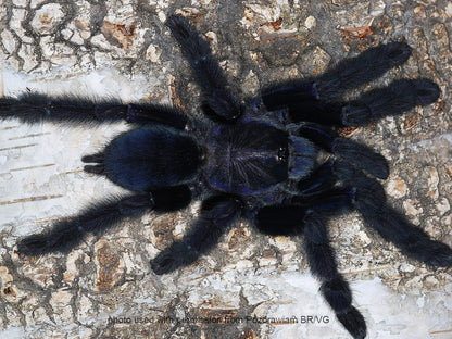 Lampropelma nigerrimum ¾" COMING SOON!