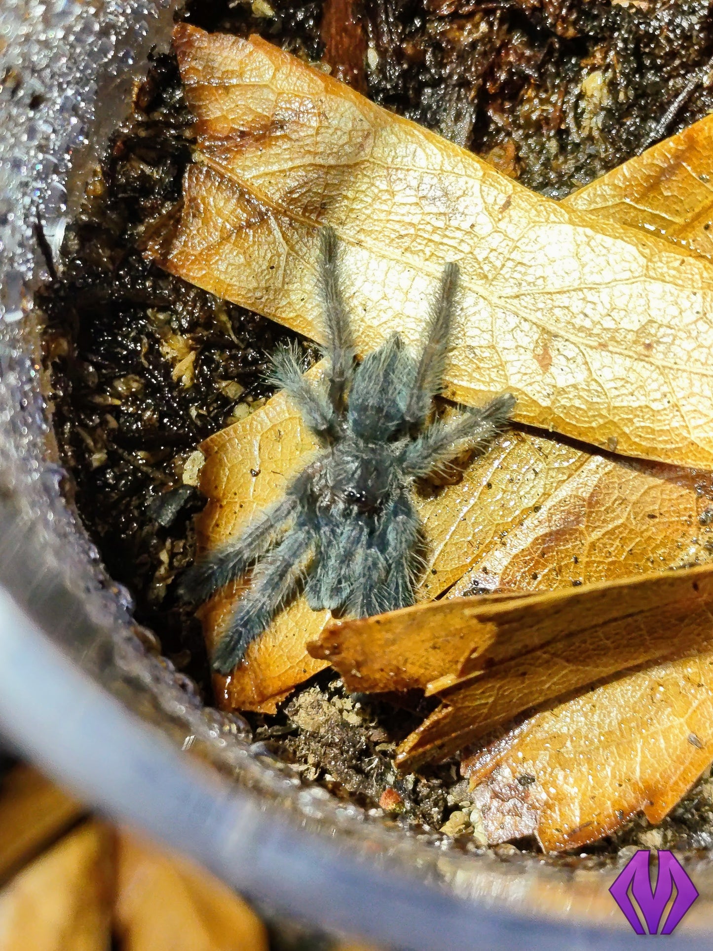 Lampropelma nigerrimum ¾" COMING SOON!