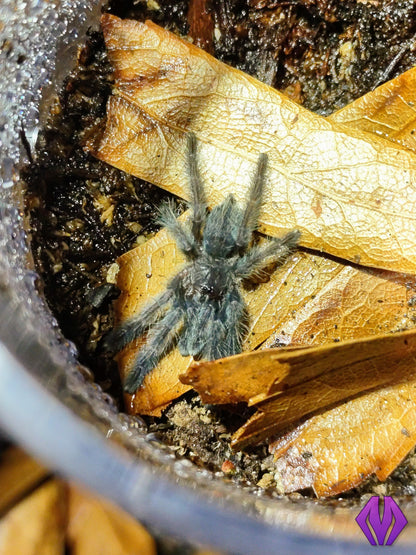 Lampropelma nigerrimum ¾" COMING SOON!
