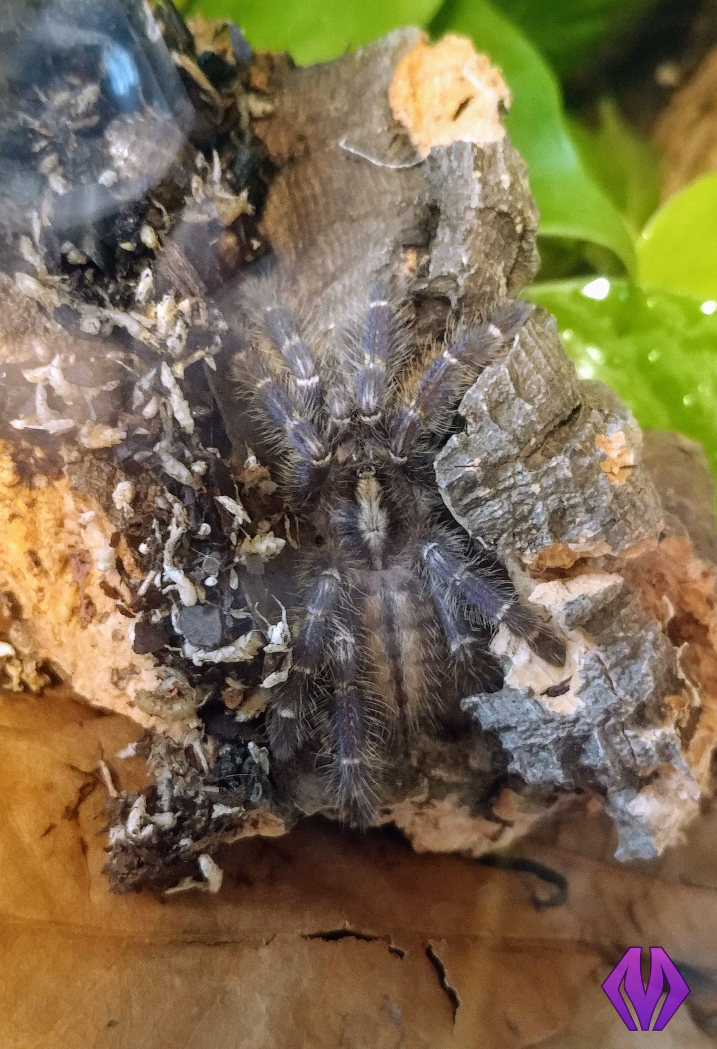 Poecilotheria metallica 1.25"+ MALE