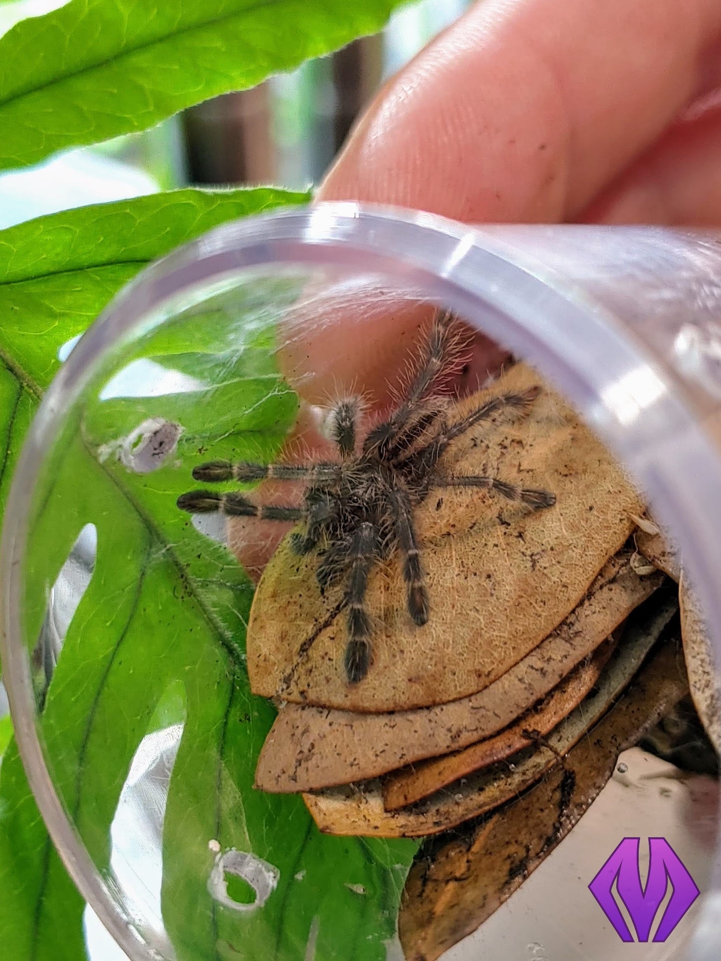 Poecilotheria metallica 1.25"+ MALE