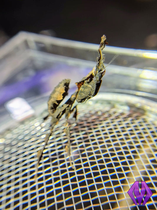MALE ghost mantis nymph L4-L6