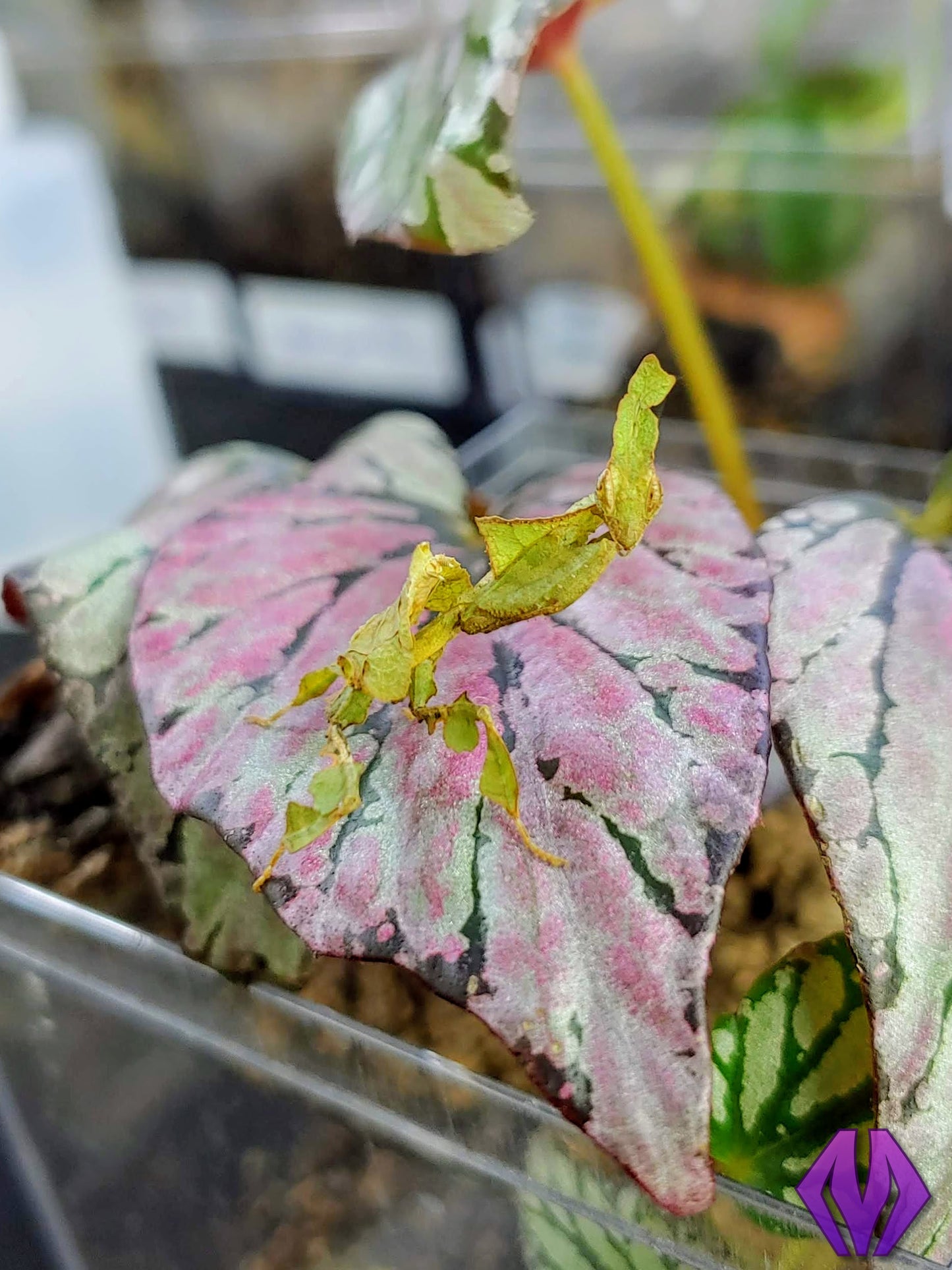 FEMALE ghost mantis nymph L4-L7