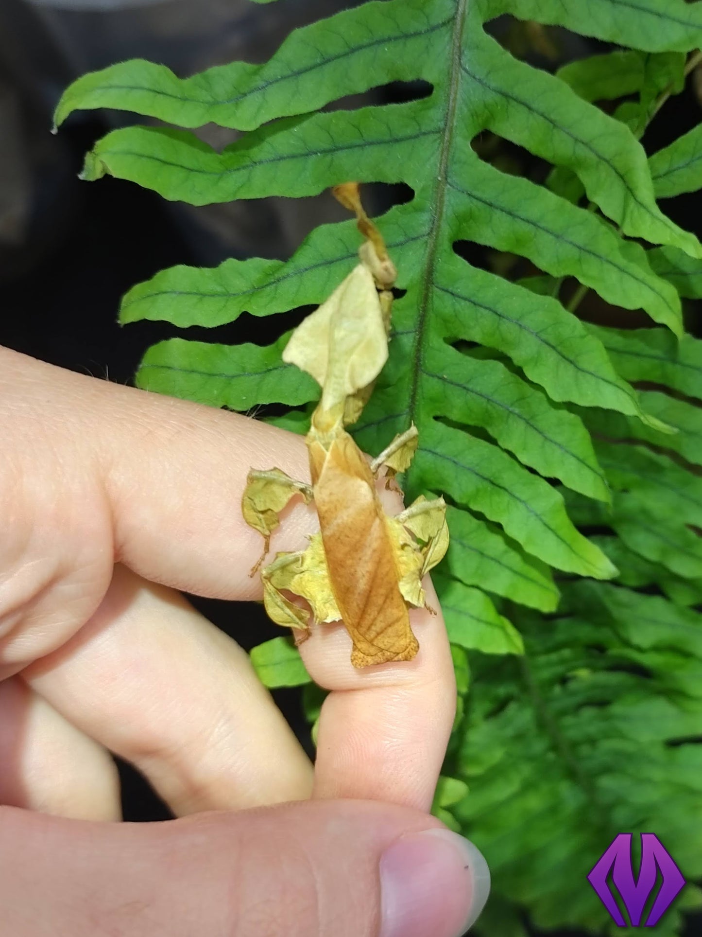 FEMALE ghost mantis nymph L4-L7