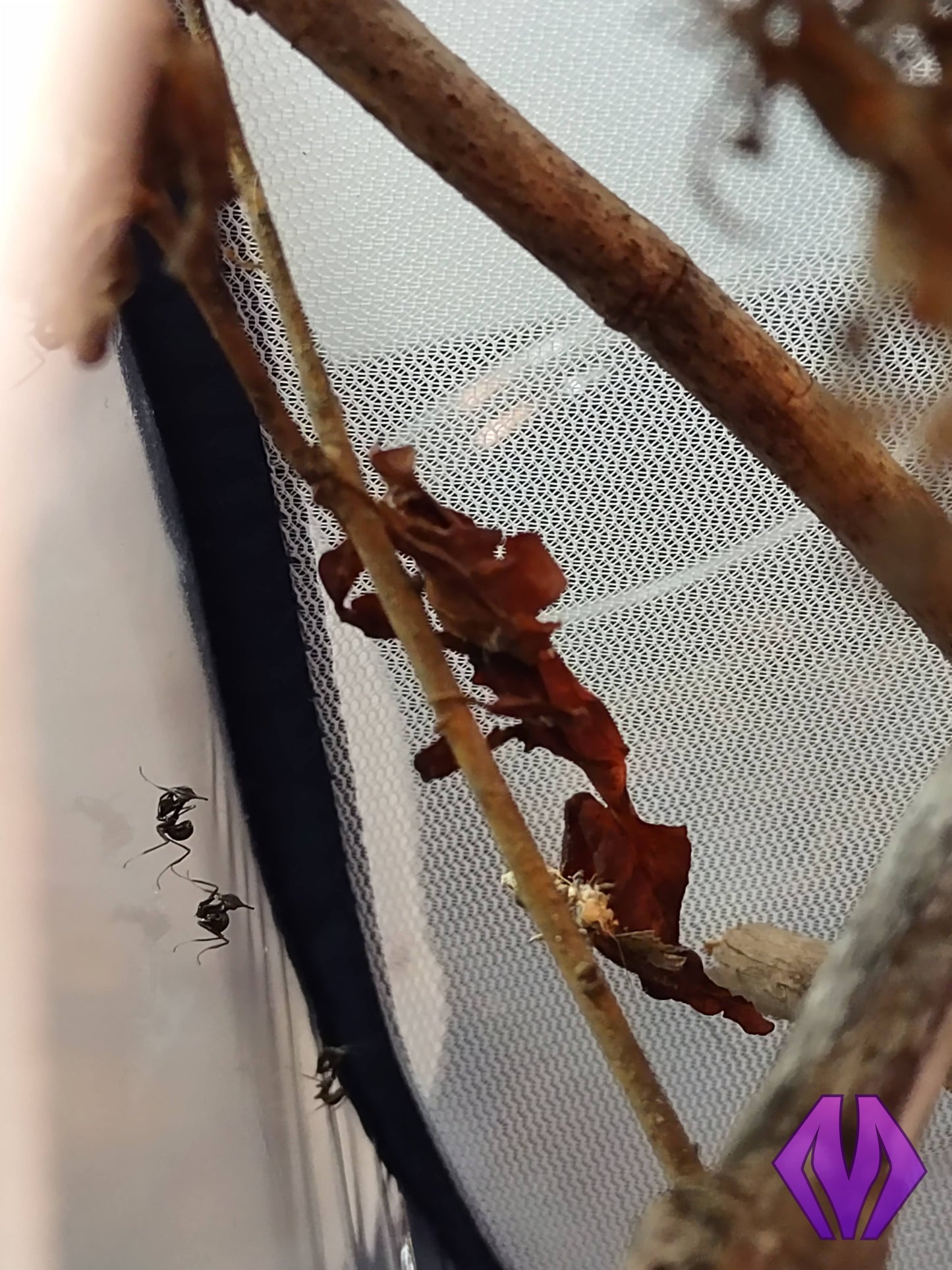 FEMALE ghost mantis nymph L4-L7