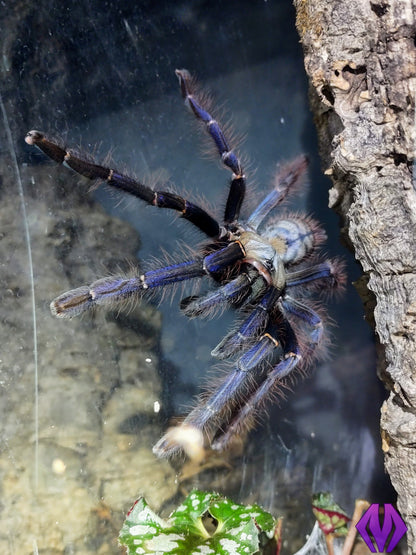 Phormingochilus sp. "Sabah Blue" 1"