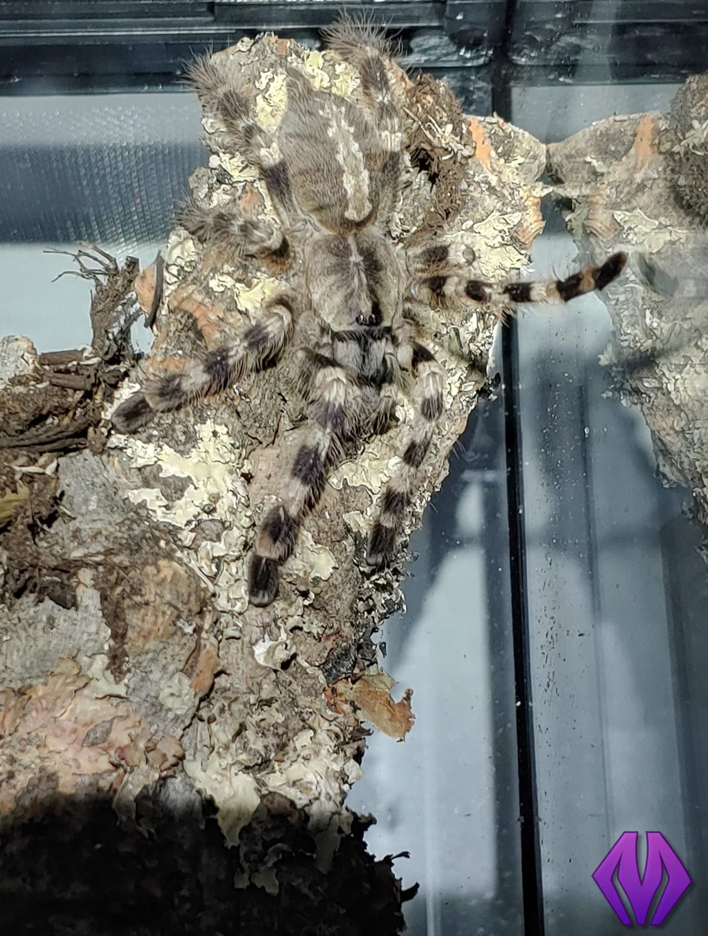 Poecilotheria tigrinawesseli 1"