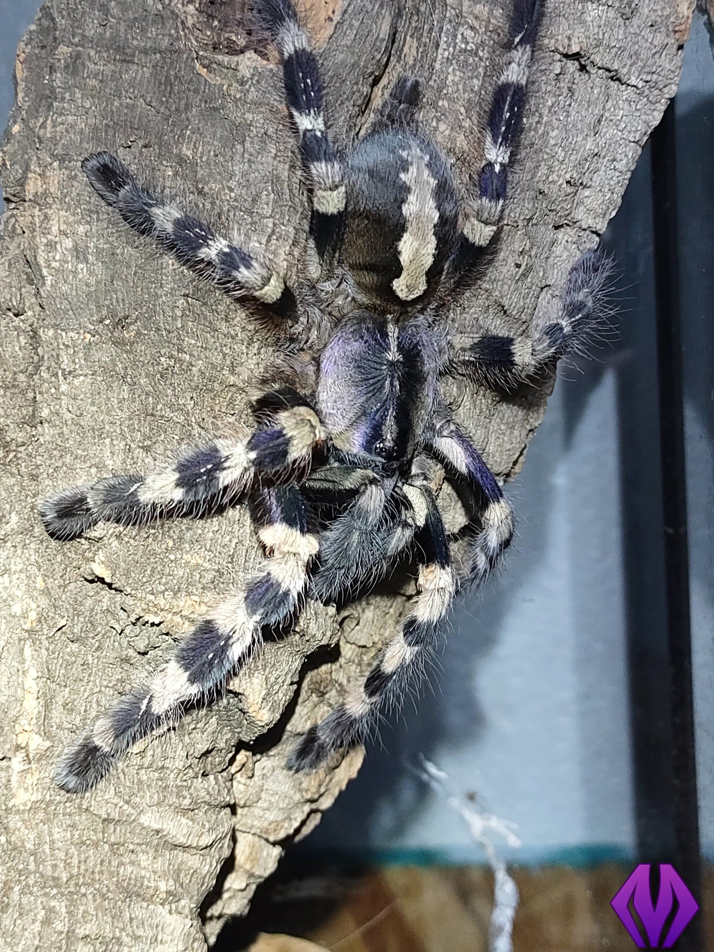 Poecilotheria tigrinawesseli 1"