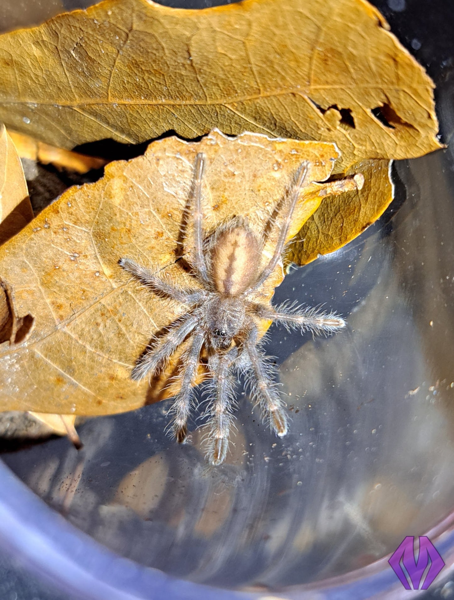 Poecilotheria tigrinawesseli 1"