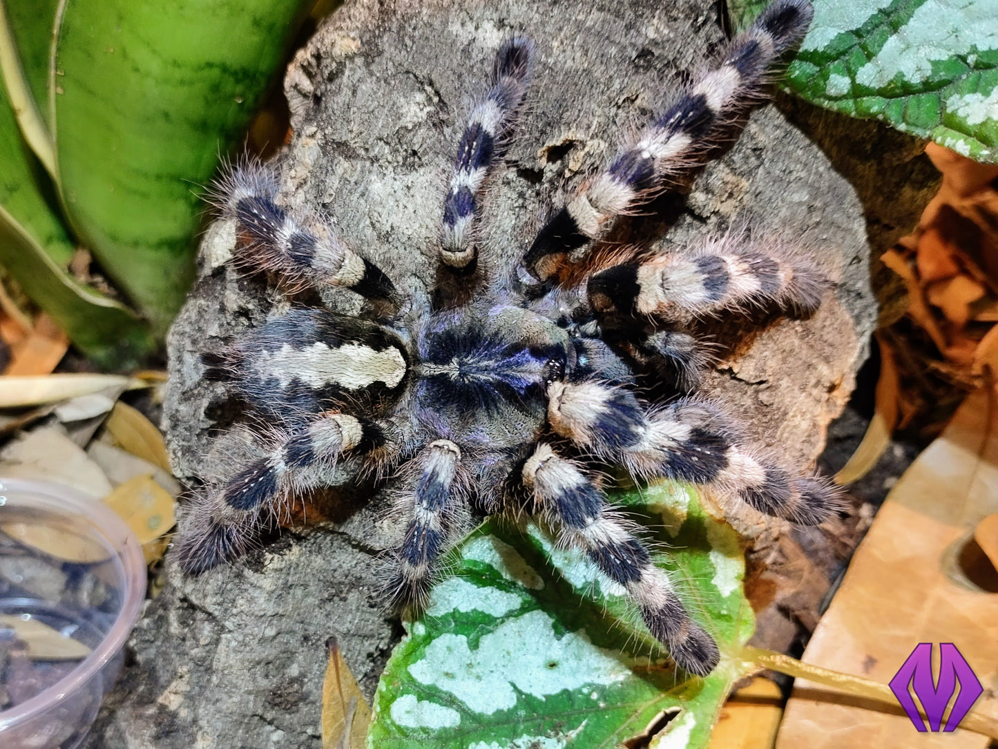 Poecilotheria tigrinawesseli 1"