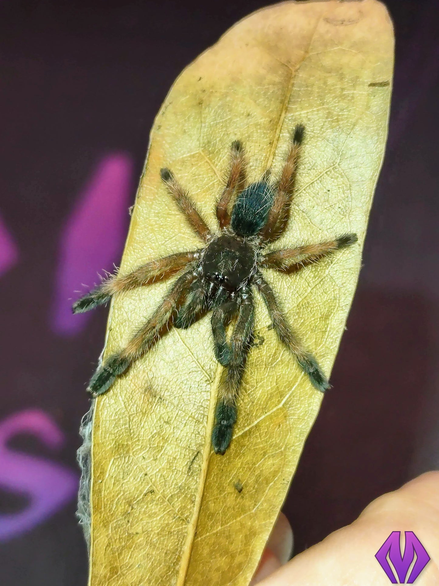 Psalmopoeus victori ¾"