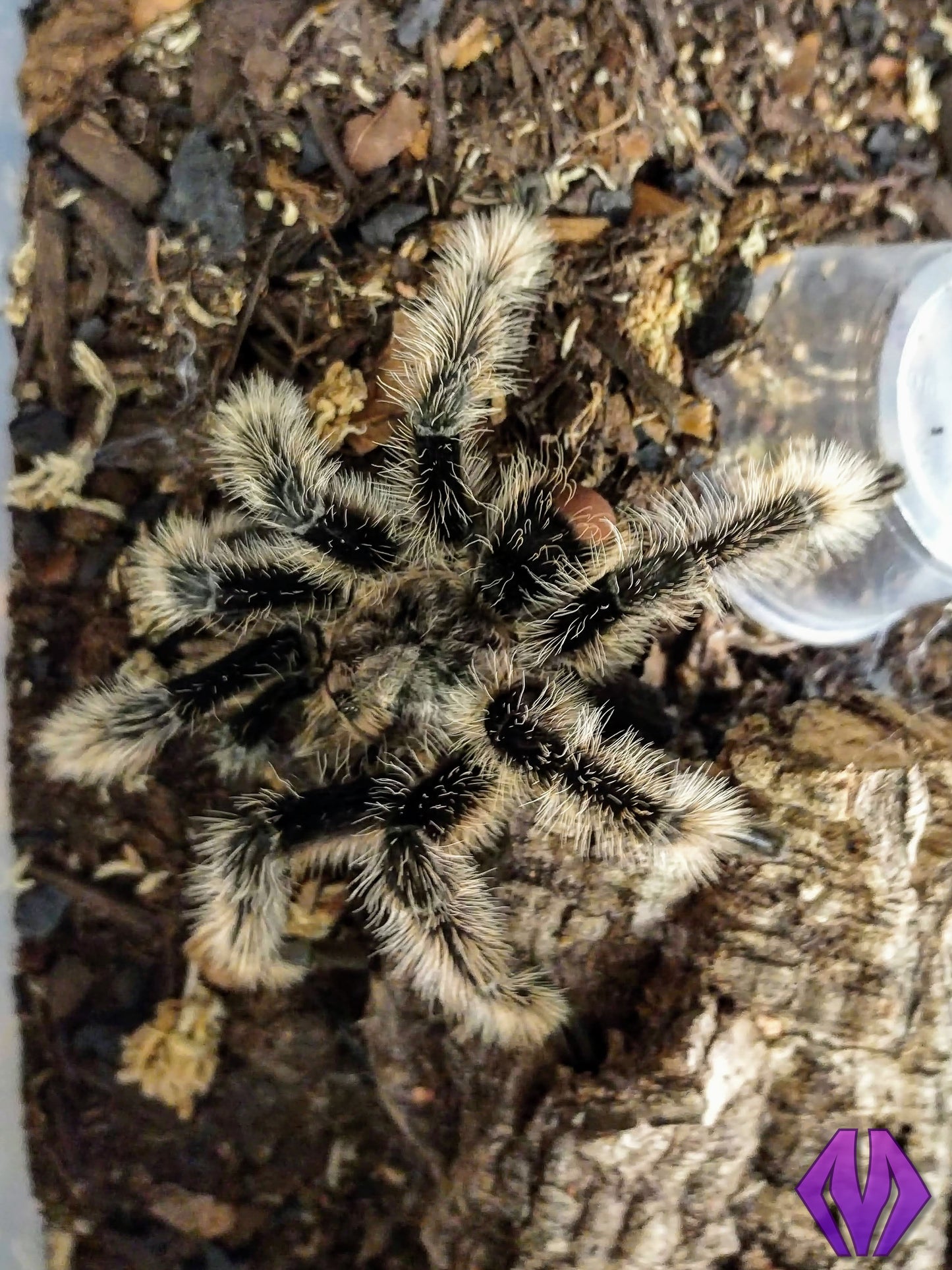 Tliltocatl albopilosus (Honduras) ½"