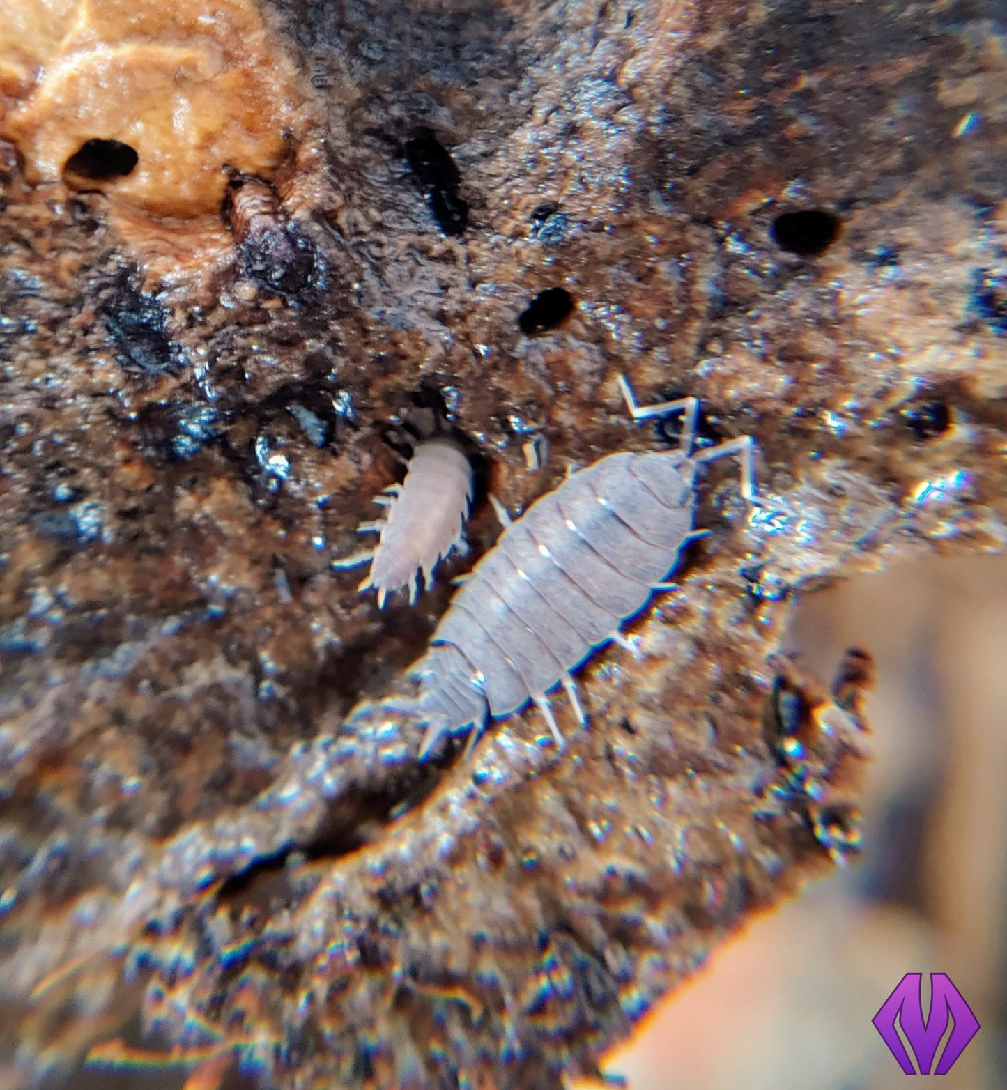 powder blue isopods 10ct+