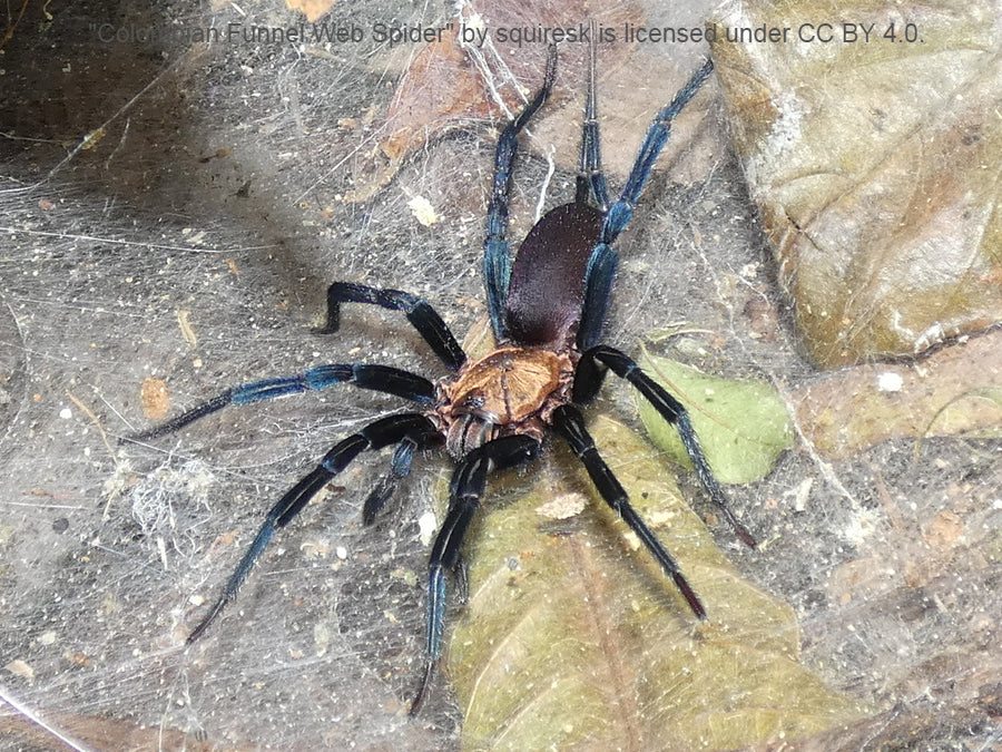 Linothele megatheloides ¾