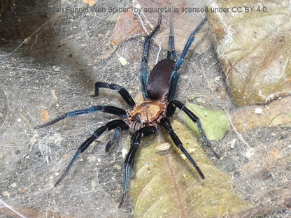 Linothele megatheloides ½-¾"+