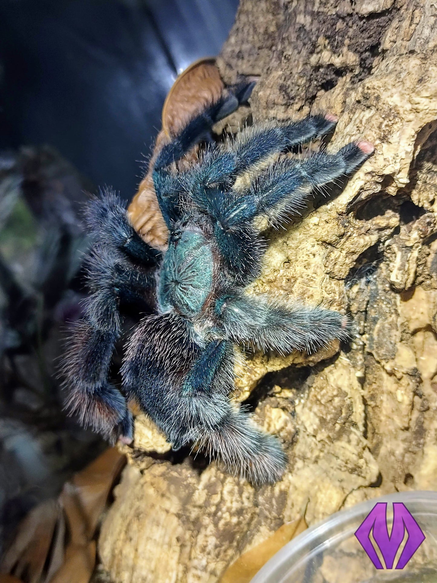 Avicularia avicularia m1 ½-¾"