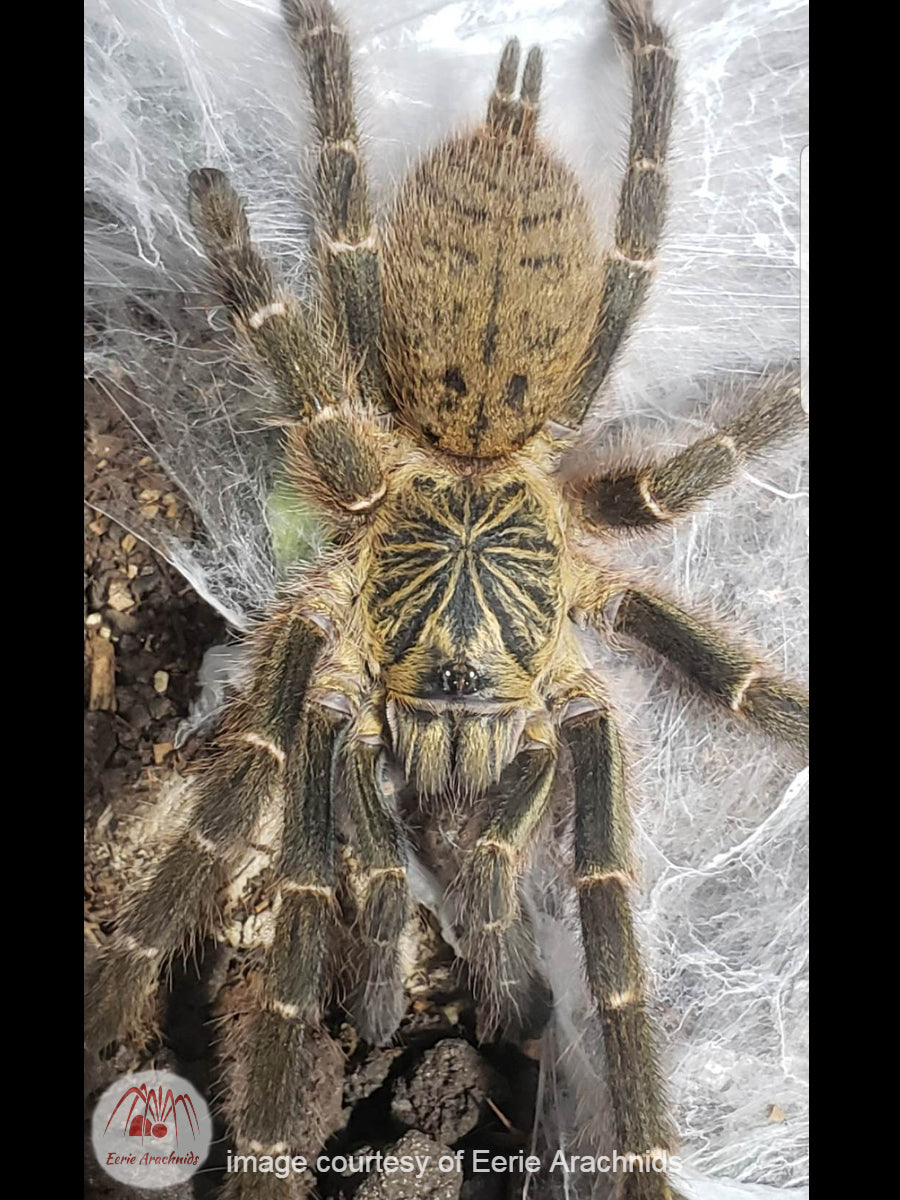 Pterinochilus murinus "DCF Mikumi" ¾"