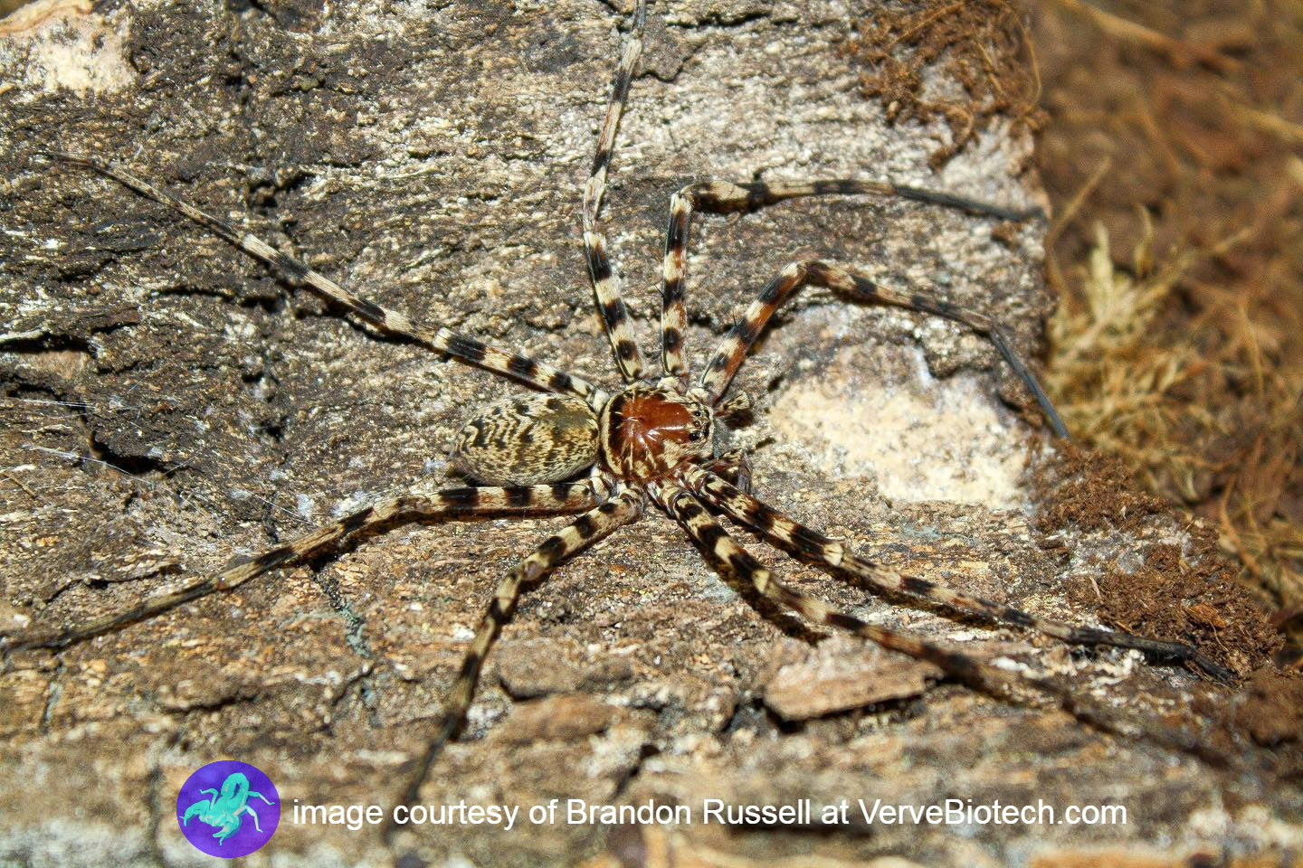 Heteropoda sp. "Thai caves" (Malaysia) ¾"+